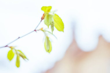Bulanık çiçek arkaplanı. Dolu çiçekler ve orman ağacının ilk yaprakları. Bahar, ziyafet, kutlama ve güzel çiçek dekorasyonu konsepti. Yumuşak seçici bir odak ile yakın çekim. Ayarlanmış