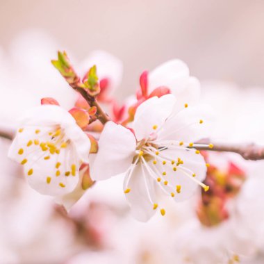 Bulanık çiçek arkaplanı. Dolu çiçekler ve orman ağacının ilk yaprakları. Bahar, ziyafet, kutlama ve güzel çiçek dekorasyonu konsepti. Yumuşak seçici odaklı yakın plan