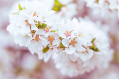Bulanık çiçek arkaplanı. Dolu çiçekler ve orman ağacının ilk yaprakları. Bahar, ziyafet, kutlama ve güzel çiçek dekorasyonu konsepti. Yumuşak seçici bir odak ile yakın çekim. Ayarlanmış
