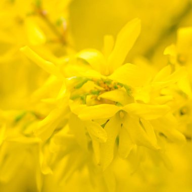 Bulanık çiçek arkaplanı. Dolu çiçekler ve orman ağacının ilk yaprakları. Bahar, ziyafet, kutlama ve güzel çiçek dekorasyonu konsepti. Yumuşak seçici odaklı yakın plan