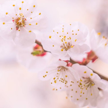 Bulanık çiçek arkaplanı. Dolu çiçekler ve orman ağacının ilk yaprakları. Bahar, ziyafet, kutlama ve güzel çiçek dekorasyonu konsepti. Yumuşak seçici odaklı yakın plan