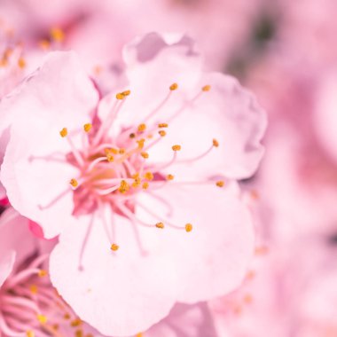 Bulanık çiçek arkaplanı. Dolu çiçekler ve orman ağacının ilk yaprakları. Bahar, ziyafet, kutlama ve güzel çiçek dekorasyonu konsepti. Yumuşak seçici bir odak ile yakın çekim. Ayarlanmış