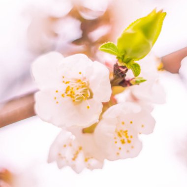 Bulanık çiçek arkaplanı. Dolu çiçekler ve orman ağacının ilk yaprakları. Bahar, ziyafet, kutlama ve güzel çiçek dekorasyonu konsepti. Yumuşak seçici odaklı yakın plan