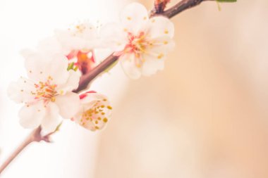 Bulanık çiçek arkaplanı. Dolu çiçekler ve orman ağacının ilk yaprakları. Bahar, ziyafet, kutlama ve güzel çiçek dekorasyonu konsepti. Yumuşak seçici bir odak ile yakın çekim. Ayarlanmış