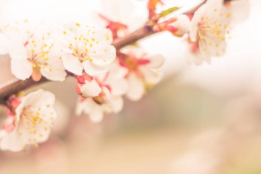 Bulanık çiçek arkaplanı. Dolu çiçekler ve orman ağacının ilk yaprakları. Bahar, ziyafet, kutlama ve güzel çiçek dekorasyonu konsepti. Yumuşak seçici bir odak ile yakın çekim. Ayarlanmış