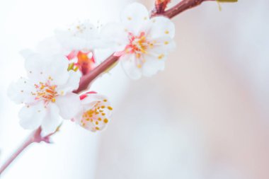 Bulanık çiçek arkaplanı. Dolu çiçekler ve orman ağacının ilk yaprakları. Bahar, ziyafet, kutlama ve güzel çiçek dekorasyonu konsepti. Yumuşak seçici bir odak ile yakın çekim. Ayarlanmış