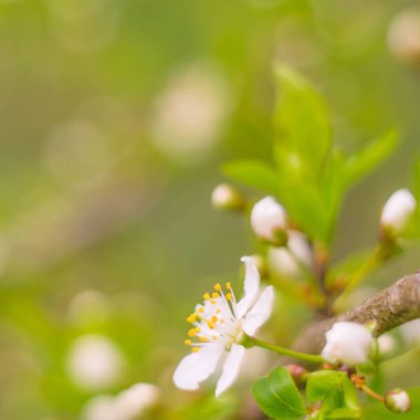 Bulanık çiçek arkaplanı. Dolu çiçekler ve orman ağacının ilk yaprakları. Bahar, ziyafet, kutlama ve güzel çiçek dekorasyonu konsepti. Yumuşak seçici odaklı yakın plan