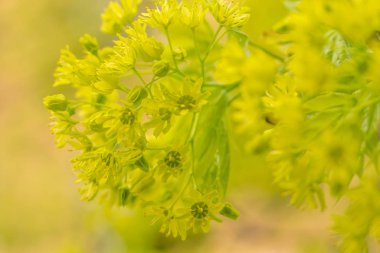 Bulanık çiçek arkaplanı. Dolu çiçekler ve orman ağacının ilk yaprakları. Bahar, ziyafet, kutlama ve güzel çiçek dekorasyonu konsepti. Yumuşak seçici bir odak ile yakın çekim. Ayarlanmış