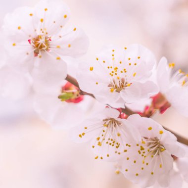 Bulanık çiçek arkaplanı. Dolu çiçekler ve orman ağacının ilk yaprakları. Bahar, ziyafet, kutlama ve güzel çiçek dekorasyonu konsepti. Yumuşak seçici odaklı yakın plan