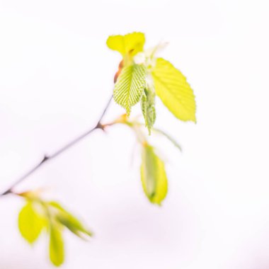 Bulanık çiçek arkaplanı. Dolu çiçekler ve orman ağacının ilk yaprakları. Bahar, ziyafet, kutlama ve güzel çiçek dekorasyonu konsepti. Yumuşak seçici odaklı yakın plan