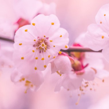 Bulanık çiçek arkaplanı. Dolu çiçekler ve orman ağacının ilk yaprakları. Bahar, ziyafet, kutlama ve güzel çiçek dekorasyonu konsepti. Yumuşak seçici bir odak ile yakın çekim. Ayarlanmış