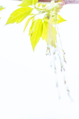 Bulanık çiçek arkaplanı. Dolu çiçekler ve orman ağacının ilk yaprakları. Bahar, ziyafet, kutlama ve güzel çiçek dekorasyonu konsepti. Yumuşak seçici bir odak ile yakın çekim. Ayarlanmış