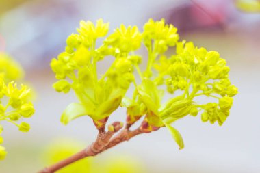 Bulanık çiçek arkaplanı. Dolu çiçekler ve orman ağacının ilk yaprakları. Bahar, ziyafet, kutlama ve güzel çiçek dekorasyonu konsepti. Yumuşak seçici bir odak ile yakın çekim. Ayarlanmış
