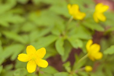 Bulanık çiçek arkaplanı. Dolu çiçekler ve orman ağacının ilk yaprakları. Bahar, ziyafet, kutlama ve güzel çiçek dekorasyonu konsepti. Yumuşak seçici bir odak ile yakın çekim. Ayarlanmış