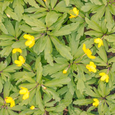 Bulanık çiçek arkaplanı. Dolu çiçekler ve orman ağacının ilk yaprakları. Bahar, ziyafet, kutlama ve güzel çiçek dekorasyonu konsepti. Yumuşak seçici bir odak ile yakın çekim. Ayarlanmış