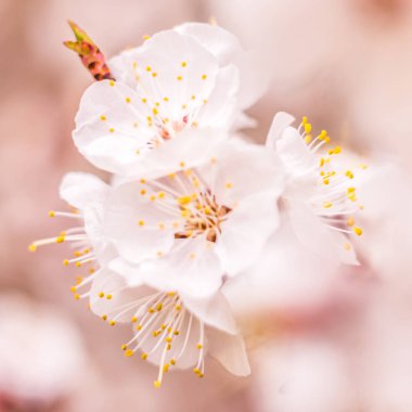 Bahar çiçek konsepti. Kayısı ağacının tam çiçeklenme. Soyut bulanık arka plan üzerinde güzel çiçek. Yumuşak seçici odakla yakın çekim.