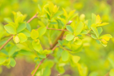 Bulanık çiçek arkaplanı. Dolu çiçekler ve orman ağacının ilk yaprakları. Bahar, ziyafet, kutlama ve güzel çiçek dekorasyonu konsepti. Yumuşak seçici bir odak ile yakın çekim. Ayarlanmış