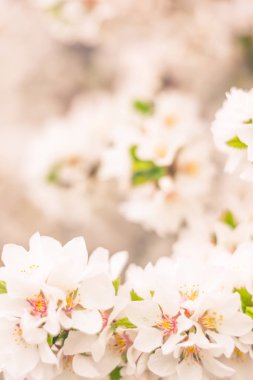 Bulanık çiçek arkaplanı. Dolu çiçekler ve orman ağacının ilk yaprakları. Bahar, ziyafet, kutlama ve güzel çiçek dekorasyonu konsepti. Yumuşak seçici bir odak ile yakın çekim. Ayarlanmış
