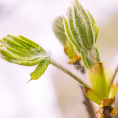 Bulanık çiçek arkaplanı. Dolu çiçekler ve orman ağacının ilk yaprakları. Bahar, ziyafet, kutlama ve güzel çiçek dekorasyonu konsepti. Yumuşak seçici odaklı yakın plan
