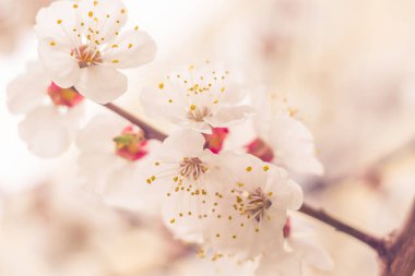 Bulanık çiçek arkaplanı. Dolu çiçekler ve orman ağacının ilk yaprakları. Bahar, ziyafet, kutlama ve güzel çiçek dekorasyonu konsepti. Yumuşak seçici bir odak ile yakın çekim. Ayarlanmış