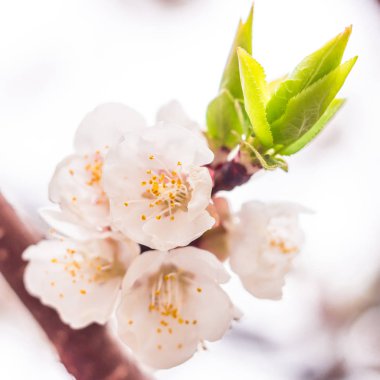 Bahar çiçek konsepti. Kayısı ağacının tam çiçeklenme. Soyut bulanık arka plan üzerinde güzel çiçek. Yumuşak seçici odakla yakın çekim.