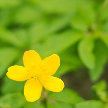 Bulanık çiçek arkaplanı. Dolu çiçekler ve orman ağacının ilk yaprakları. Bahar, ziyafet, kutlama ve güzel çiçek dekorasyonu konsepti. Yumuşak seçici odaklı yakın plan
