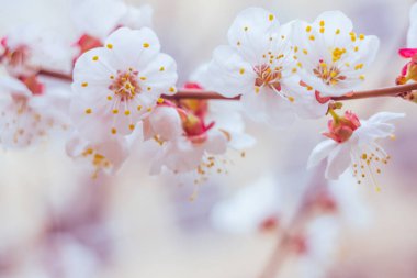Bulanık çiçek arkaplanı. Dolu çiçekler ve orman ağacının ilk yaprakları. Bahar, ziyafet, kutlama ve güzel çiçek dekorasyonu konsepti. Yumuşak seçici bir odak ile yakın çekim. Ayarlanmış