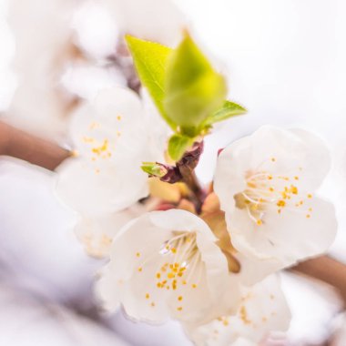 Bahar çiçek konsepti. Kayısı ağacının tam çiçeklenme. Soyut bulanık arka plan üzerinde güzel çiçek. Yumuşak seçici odakla yakın çekim.