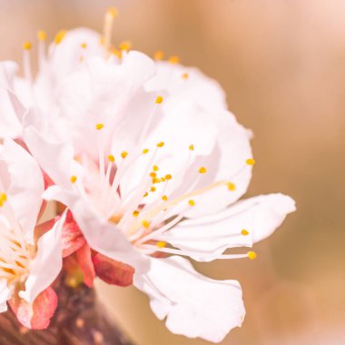 Bulanık çiçek arkaplanı. Dolu çiçekler ve orman ağacının ilk yaprakları. Bahar, ziyafet, kutlama ve güzel çiçek dekorasyonu konsepti. Yumuşak seçici odaklı yakın plan