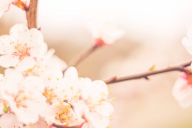 Bulanık çiçek arkaplanı. Dolu çiçekler ve orman ağacının ilk yaprakları. Bahar, ziyafet, kutlama ve güzel çiçek dekorasyonu konsepti. Yumuşak seçici bir odak ile yakın çekim. Ayarlanmış