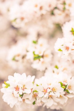 Bulanık çiçek arkaplanı. Dolu çiçekler ve orman ağacının ilk yaprakları. Bahar, ziyafet, kutlama ve güzel çiçek dekorasyonu konsepti. Yumuşak seçici bir odak ile yakın çekim. Ayarlanmış