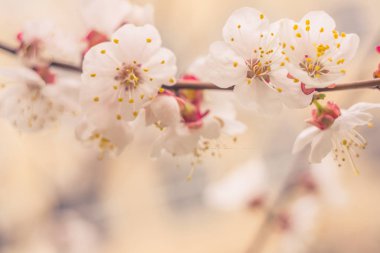 Bulanık çiçek arkaplanı. Dolu çiçekler ve orman ağacının ilk yaprakları. Bahar, ziyafet, kutlama ve güzel çiçek dekorasyonu konsepti. Yumuşak seçici bir odak ile yakın çekim. Ayarlanmış