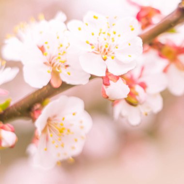 Bulanık çiçek arkaplanı. Dolu çiçekler ve orman ağacının ilk yaprakları. Bahar, ziyafet, kutlama ve güzel çiçek dekorasyonu konsepti. Yumuşak seçici odaklı yakın plan