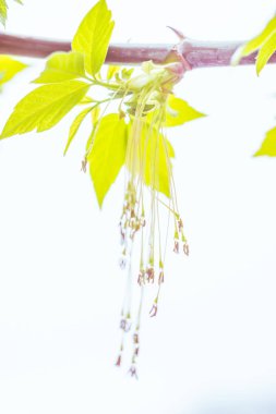 Bulanık çiçek arkaplanı. Dolu çiçekler ve orman ağacının ilk yaprakları. Bahar, ziyafet, kutlama ve güzel çiçek dekorasyonu konsepti. Yumuşak seçici bir odak ile yakın çekim. Ayarlanmış