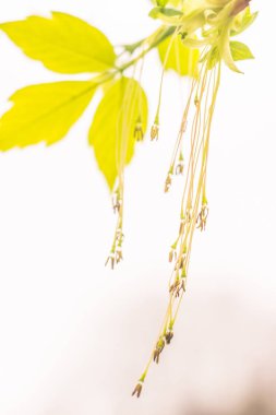 Bulanık çiçek arkaplanı. Dolu çiçekler ve orman ağacının ilk yaprakları. Bahar, ziyafet, kutlama ve güzel çiçek dekorasyonu konsepti. Yumuşak seçici bir odak ile yakın çekim. Ayarlanmış