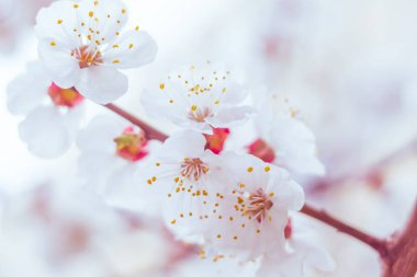 Bulanık çiçek arkaplanı. Dolu çiçekler ve orman ağacının ilk yaprakları. Bahar, ziyafet, kutlama ve güzel çiçek dekorasyonu konsepti. Yumuşak seçici bir odak ile yakın çekim. Ayarlanmış