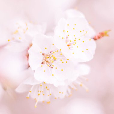 Bulanık çiçek arkaplanı. Dolu çiçekler ve orman ağacının ilk yaprakları. Bahar, ziyafet, kutlama ve güzel çiçek dekorasyonu konsepti. Yumuşak seçici odaklı yakın plan