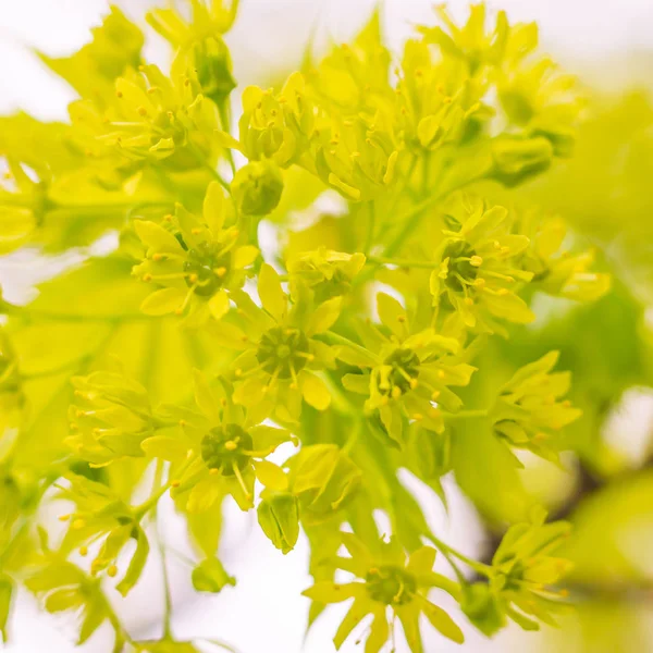 抽象的なぼやけた花の背景 満開と森の木の最初の葉 ごちそう お祝いや美しい花の装飾の概念 軟らかい選択的フォーカスを持つ閉鎖 — ストック写真