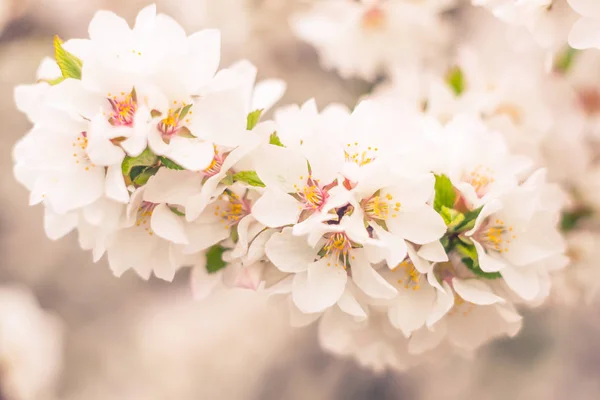 抽象的なぼやけた花の背景 満開と森の木の最初の葉 ごちそう お祝いや美しい花の装飾の概念 ソフト選択フォーカスで終了します トーン — ストック写真