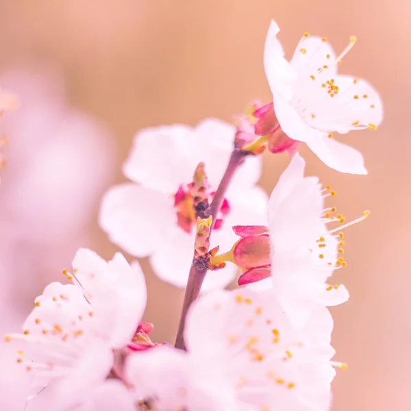 Abstract Blurred Floral Background Full Blooming First Leafs Forest Tree — Stock Photo, Image