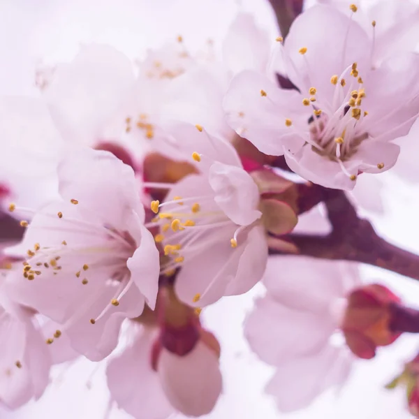 Concepto Floral Primavera Florecimiento Completo Albaricoque Hermosa Flor Sobre Fondo — Foto de Stock