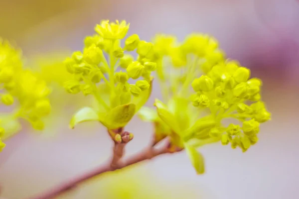 Abstracte Wazige Bloemenachtergrond Vol Bloei Eerste Bladeren Van Bosboom Lente — Stockfoto