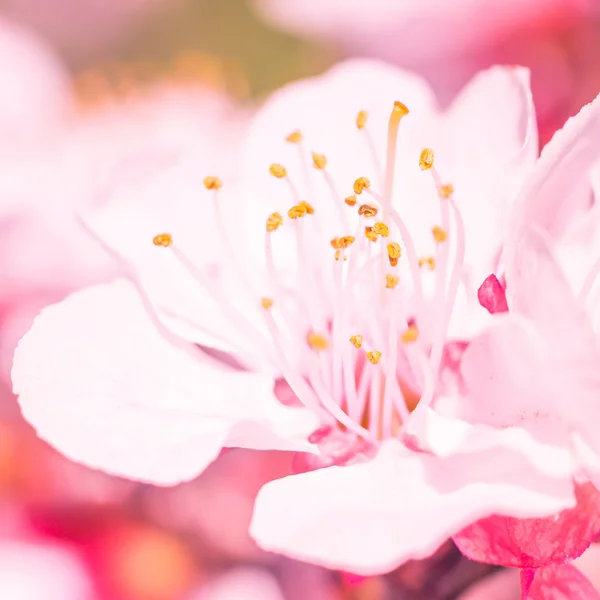 抽象的なぼやけた花の背景 満開と森の木の最初の葉 ごちそう お祝いや美しい花の装飾の概念 ソフト選択フォーカスで終了します トーン — ストック写真