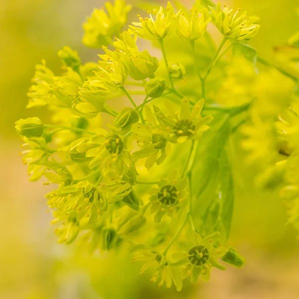 抽象的なぼやけた花の背景 満開と森の木の最初の葉 ごちそう お祝いや美しい花の装飾の概念 軟らかい選択的フォーカスを持つ閉鎖 — ストック写真