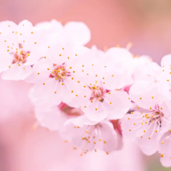 抽象的なぼやけた花の背景 満開と森の木の最初の葉 ごちそう お祝いや美しい花の装飾の概念 ソフト選択フォーカスで終了します トーン — ストック写真