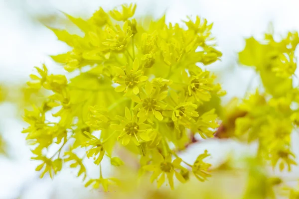 Bulanık çiçek arkaplanı. Dolu çiçekler ve orman ağacının ilk yaprakları. Bahar, ziyafet, kutlama ve güzel çiçek dekorasyonu konsepti. Yumuşak seçici bir odak ile yakın çekim. Ayarlanmış