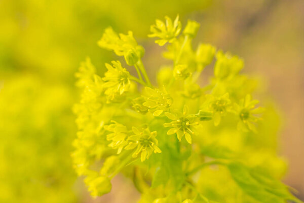 Abstract blurred floral background. Full blooming and first leafs of forest tree. Spring, feast, celebration and beautiful flower decoration concept. Closeup with soft selective focus. Toned