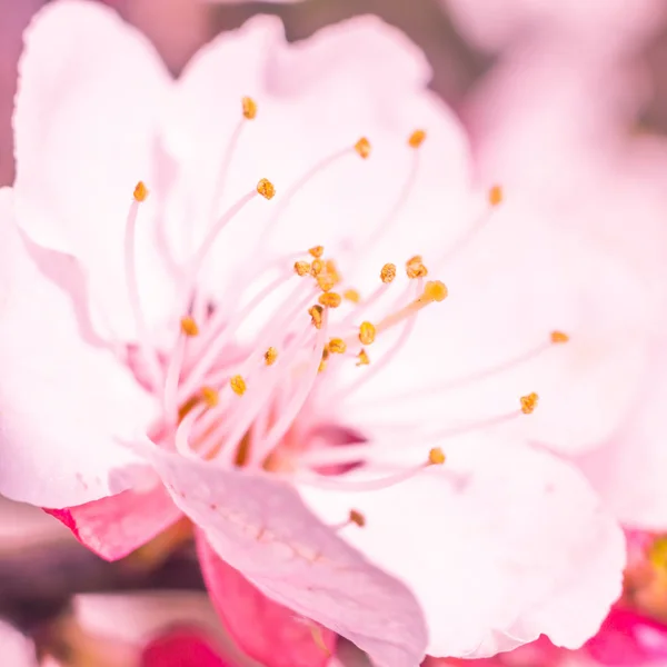 抽象的なぼやけた花の背景 満開と森の木の最初の葉 ごちそう お祝いや美しい花の装飾の概念 ソフト選択フォーカスで終了します トーン — ストック写真