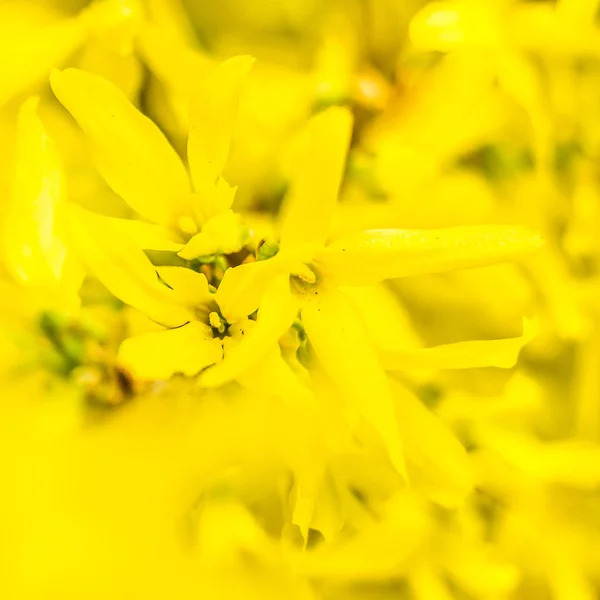 Conceito Floral Primavera Floresta Cheia Árvores Bela Flor Fundo Embaçado — Fotografia de Stock