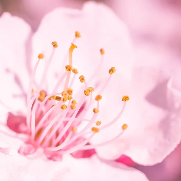 抽象的なぼやけた花の背景 満開と森の木の最初の葉 ごちそう お祝いや美しい花の装飾の概念 ソフト選択フォーカスで終了します トーン — ストック写真